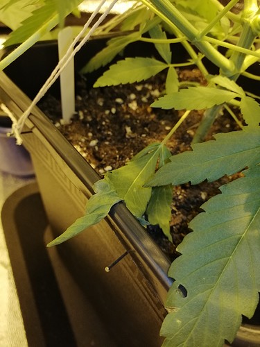 Growreport Bild 6