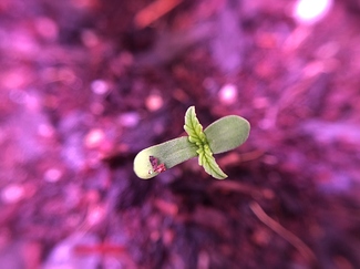 Growreport Bild 6