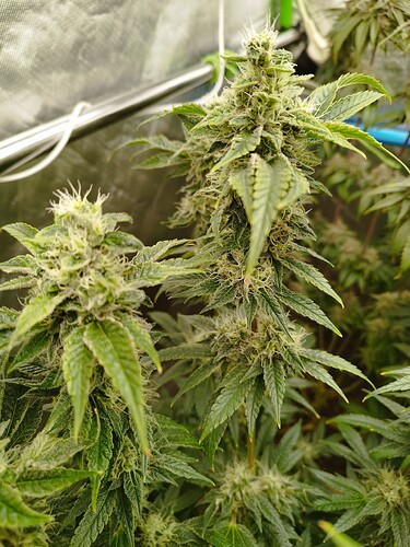 Growreport Bild 13