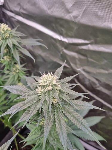 Growreport Bild 22