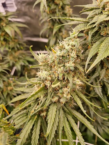 Growreport Bild 16