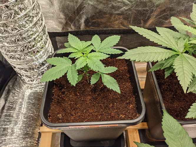 PXL_20210726_153527368.NIGHT - Kopie