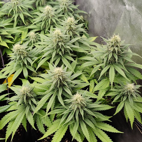 Growreport Bild 4