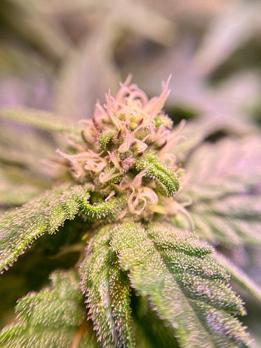 Growreport Bild 15