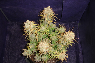 Growreport Bild 43