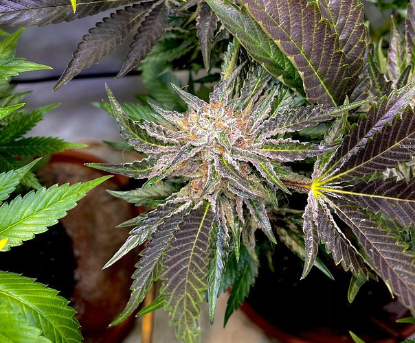 Growreport Bild 16