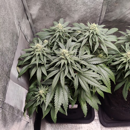 Growreport Bild 2