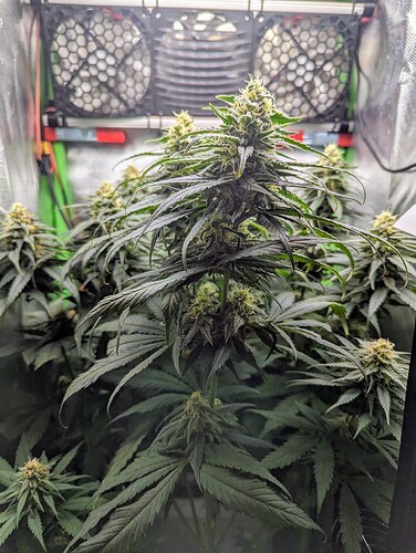Growreport Bild 7