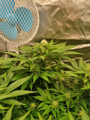 Growreport Bild 1