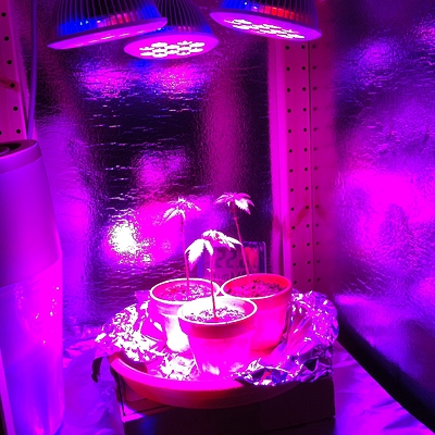 Growreport Bild 26