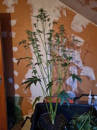 Growreport Bild 5