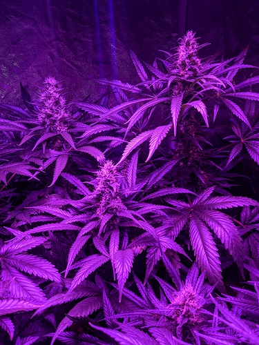 Growreport Bild 1
