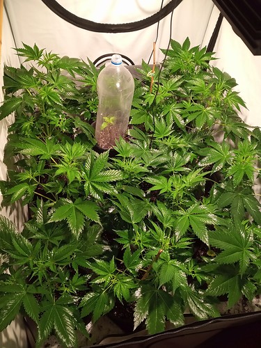 Growreport Bild 19