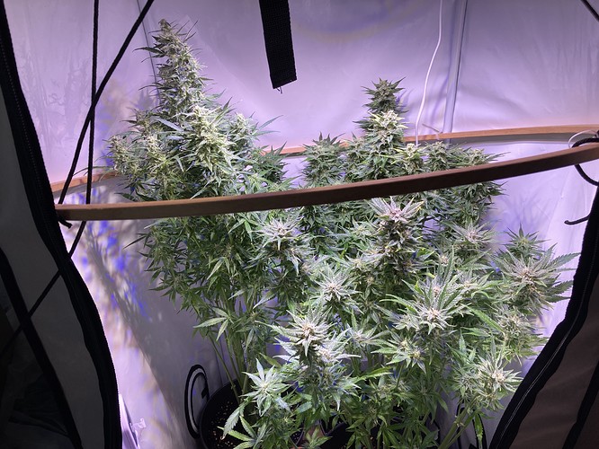 Growreport Bild 10