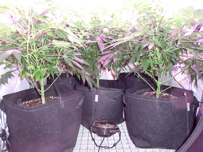 Growreport Bild 7