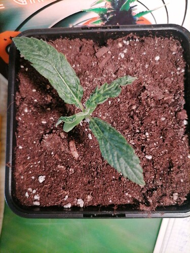 Growreport Bild 61