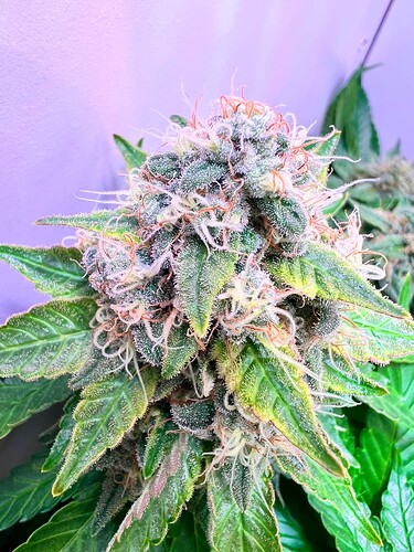 Growreport Bild 5