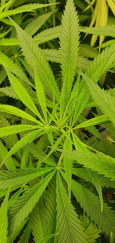 Growreport Bild 2