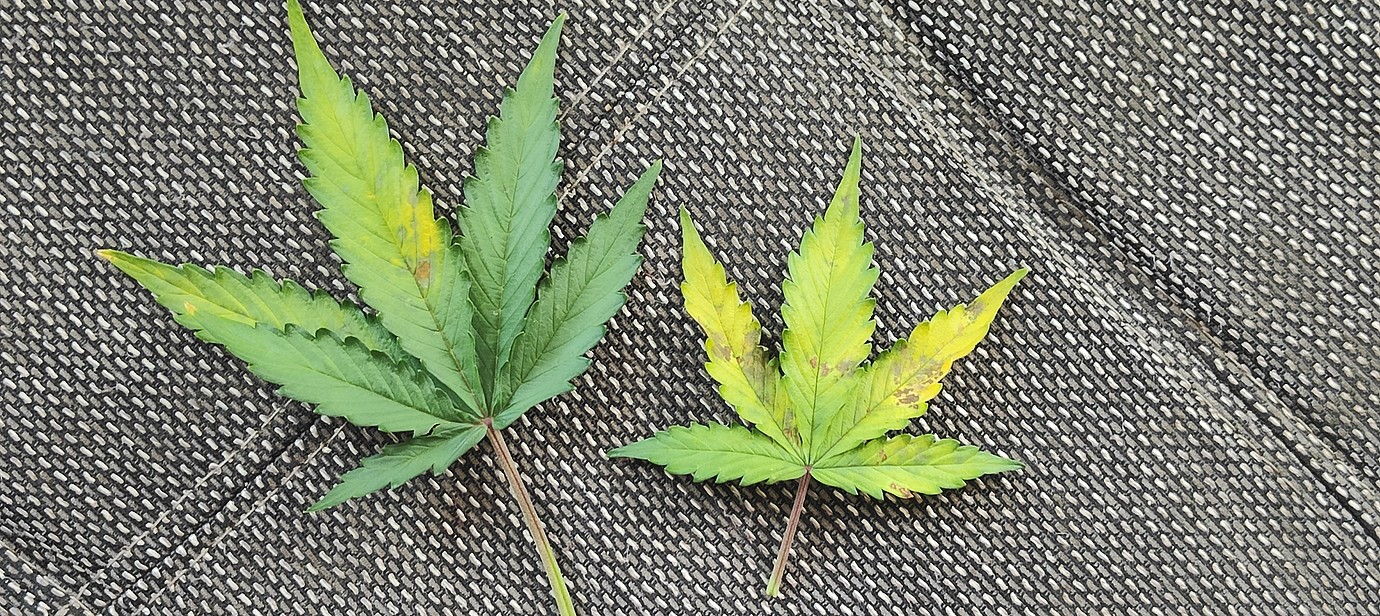 Blätter verfärben sich und haben braune Flecken GrowProbleme Forum