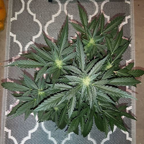 Growreport Bild 2