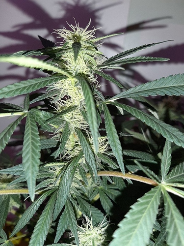 Growreport Bild 12
