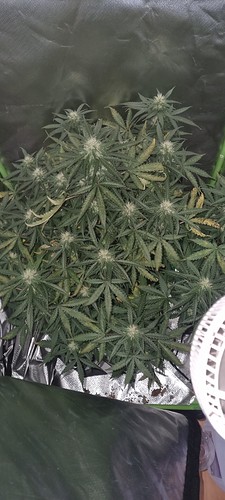 Growreport Bild 5