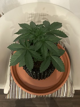 Growreport Bild 3