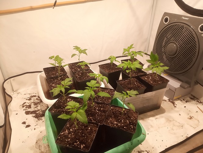 Growreport Bild 20