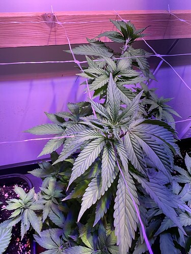 Growreport Bild 5