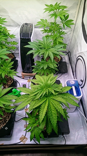 obscura1603387036398