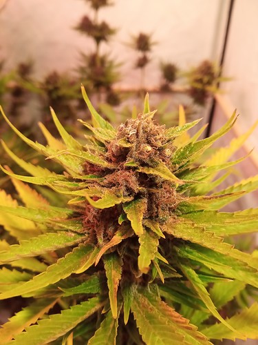 Growreport Bild 13