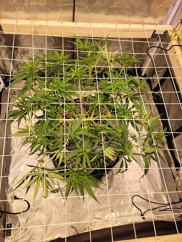 Growreport Bild 7