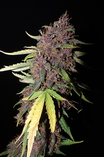 Growreport Bild 9