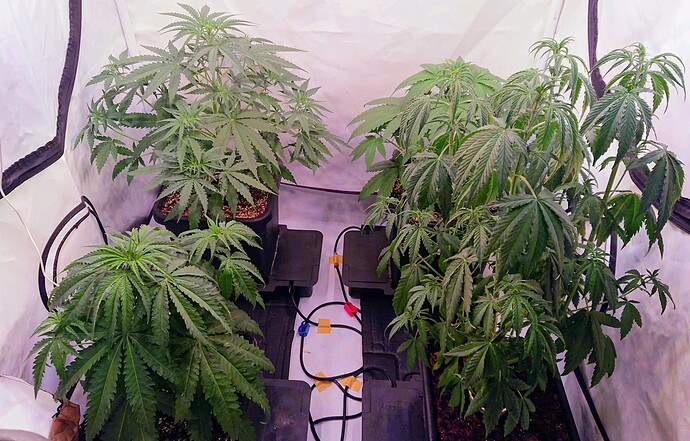 obscura1662029325833