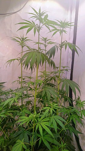 Growreport Bild 2