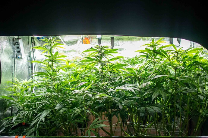 Growreport Bild 2