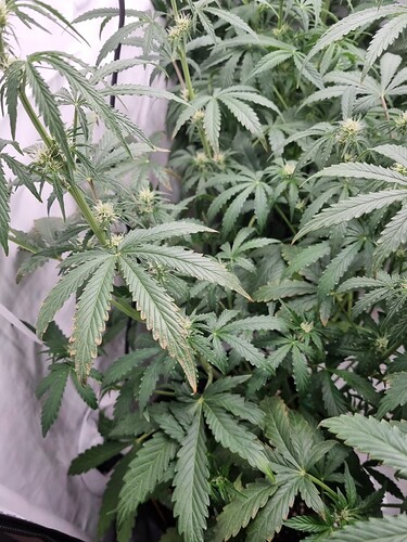 Growreport Bild 19