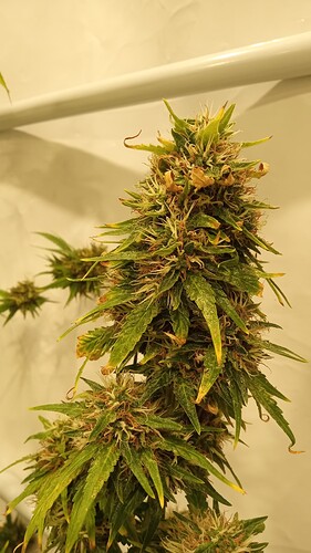 Growreport Bild 3