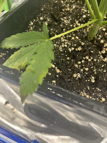 Growreport Bild 19