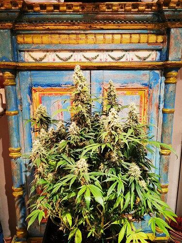 Growreport Bild 7