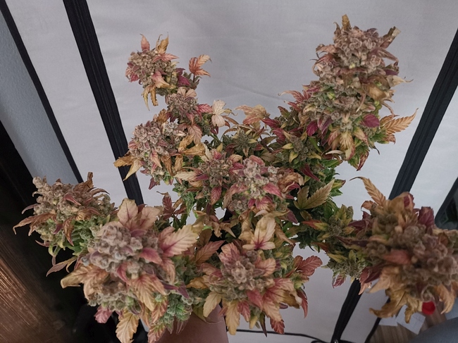 Growreport Bild 3