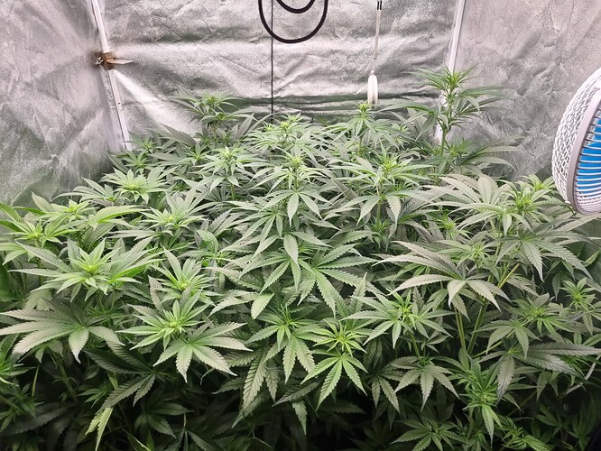 Growreport Bild 16