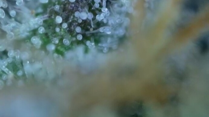 Growreport Bild 55