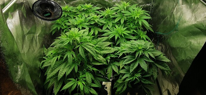 Growreport Bild 49
