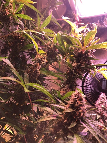 Growreport Bild 50