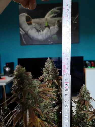 Growreport Bild 6