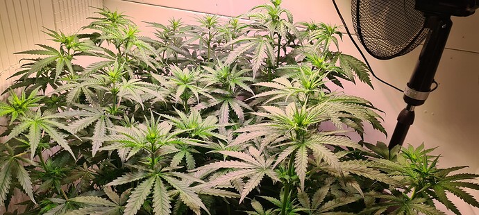 Growreport Bild 13