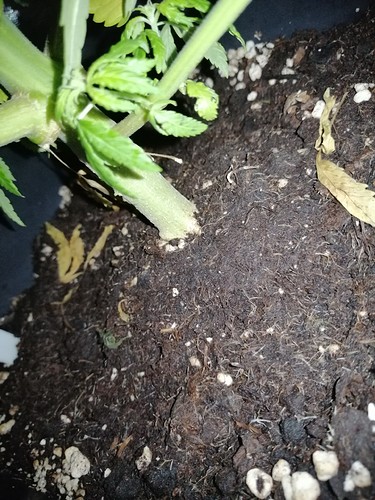 Growreport Bild 8