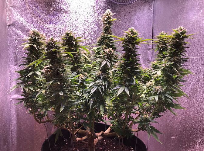 Growreport Bild 2