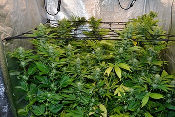 Growreport Bild 2